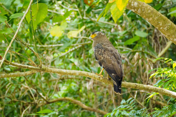 カンムリワシ　日本　沖縄