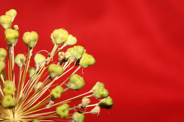 Flower blossom close up botanical background allium nigrum family amaryllidaceae high quality big size prints