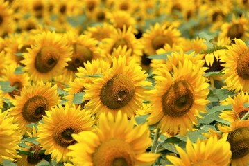 Obraz premium ひまわりの花