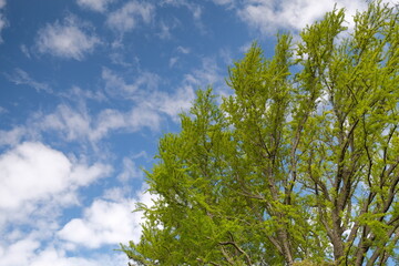 Obraz premium sky and tree