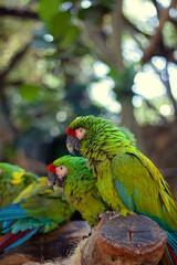 loro 