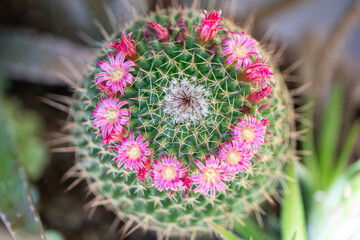 Cactus with blooming crown of flowers