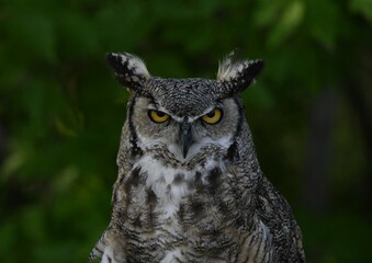 Obraz premium great horned owl