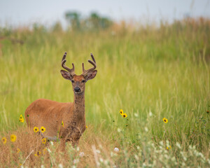 deer in the field