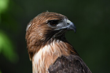 red tailed hawk