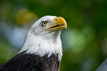 bald eagle portrait