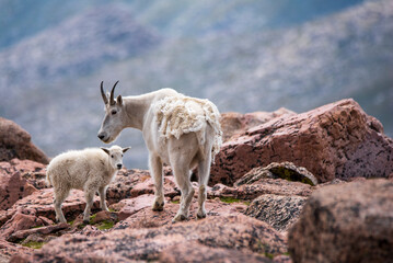 goat on the mountain