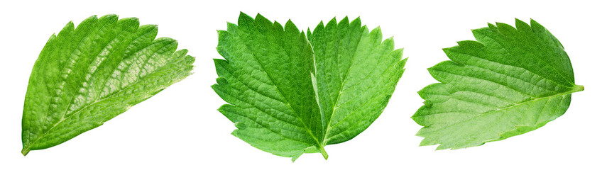 Strawberry leaf isolated on white background