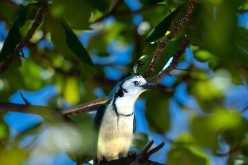 Beautiful closeup view of a blue bird -blue jay- in the beach of Costa Rica