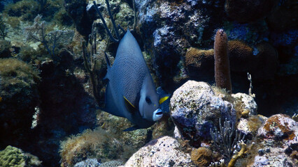coral reef with french angle fish 
