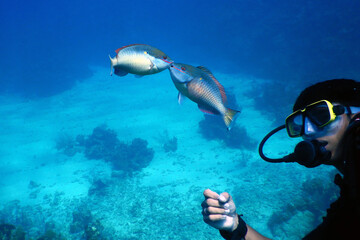  Diving in the ocean with parrot fish kissing 