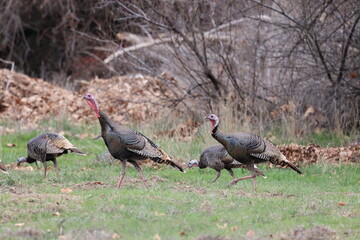 Wild turkeys in field