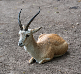 Persian gazelle (Gazella subgutturosa) is sitting on the ground and resting