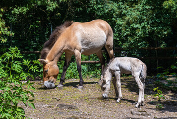 Obraz na płótnie Canvas Przewalski‘s horse with a week old foal. Karlsruhe, Baden Wuerttemberg, Germany