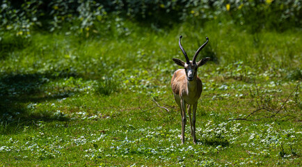 Persian gazelle (Gazella subgutturosa) browsing in a meadow