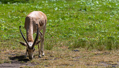Persian gazelle (Gazella subgutturosa) browsing in a meadow