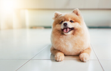 Pomeranian Spitz smiling lying in the house. Pomerania spitz with rounded face.