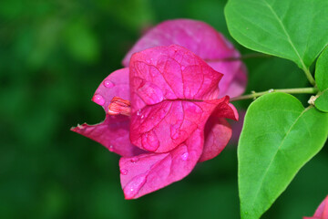 A pink color Nyctaginaceae and water drops 