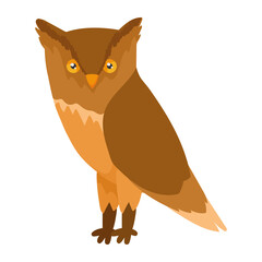 owl bird animal spice