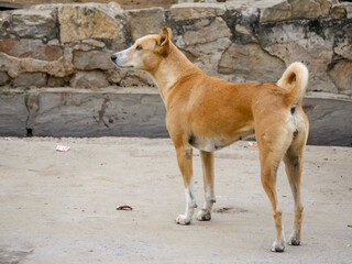 Street dog in india roaming freely in indian village rural city street road.