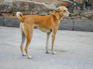 Street dog in india roaming freely in indian village rural city street road.
