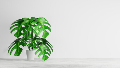 Monstera plant in white pot over light wall with copy space.