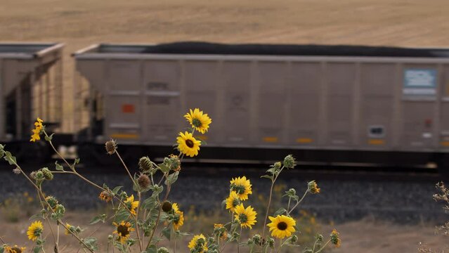 Sunflowers blowing in the wind as train hauls coal on tracks with American flags on the engines.