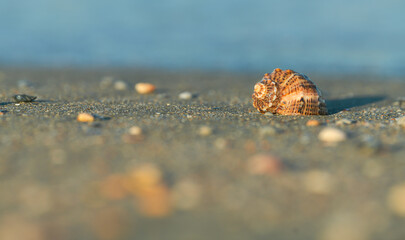 Detail view of a shell on sand in sunset light. Blue color sea water wave in background. Beautiful landscape at the seaside.