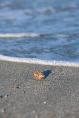 Detail view of a shell on sand in sunset light. Blue color sea water wave in background. Beautiful landscape at the seaside.