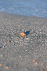 Detail view of a shell on sand in sunset light. Blue color sea water wave in background. Beautiful landscape at the seaside.