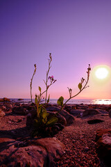 夕暮れの海岸の上に伸びる花