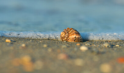 Detail view of a shell on sand in sunset light. Blue color sea water wave in background. Beautiful landscape at the seaside.