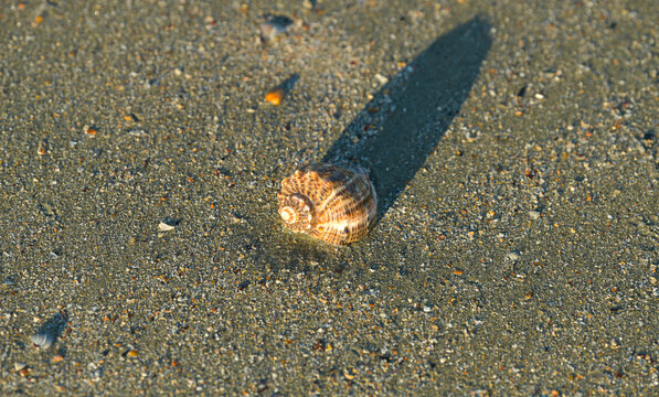 Detail view of a shell on sand in sunset light. Blue color sea water wave in background. Beautiful landscape at the seaside.