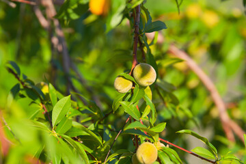Obraz premium A lot of fresh apricot fruits in a tree photographed in sunset light