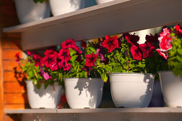 A lot of red and pink muscat (Pelargonium) flowers in a beautiful decor from a flower shop in sunset light