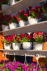 A lot of red and pink muscat (Pelargonium) flowers in a beautiful decor from a flower shop in sunset light