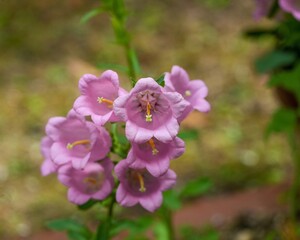 ひっそりと咲く満開のピンクのフウリンソウ