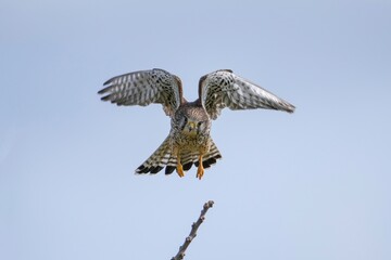 餌を取りに飛び出す繁殖期のチョウゲンボウ メス