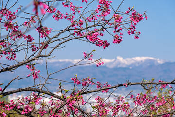 花桃と春山