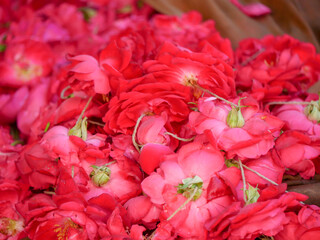 Heap of Red Rose flowers garlands. Rose flower garland use for religious purposes in India.