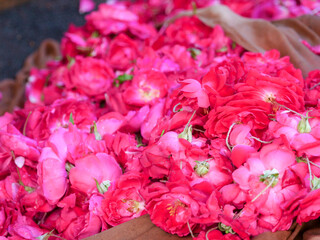 Heap of Red Rose flowers garlands. Rose flower garland use for religious purposes in India.