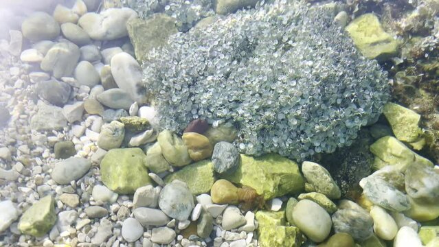 Acetabularia acetabulum is a species of green alga in the family Polyphysaceae. It is found in the Adriatic Sea at a depth of one to two metres.