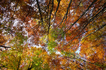 forest with beautiful autumn colors photographed from below with the tall trees laden with leaves...