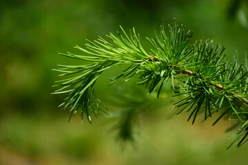 Small lush green pine tree twig or branch in macro view. pointy needles. pine scent concept. soft blurred background. gardening and nature. freshness. lush green colors. arborvitae.