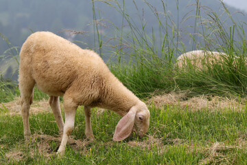 sheep grazing on grass with fleece for the production of fine wool and long ears