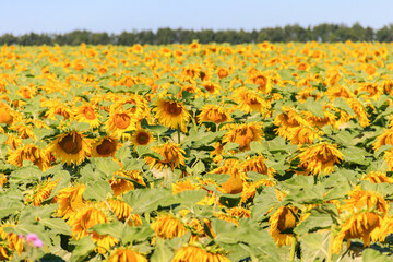 View of beautiful sunflower field at summer