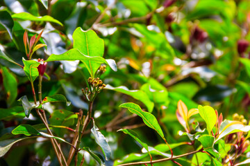 Clove tree (Syzygium aromaticum) with aromatic flower buds in bloom growing in spice farm in Zanzibar, Tanzania