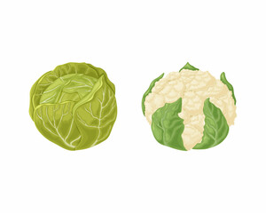 Cabbage. Cauliflower and white cabbage. Fresh vegetables. Farm vegetables. Organic vegetarian products. Vector illustration isolated on a white background