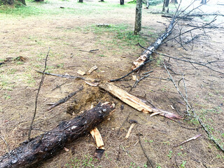 the tree fell due to strong winds