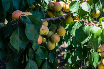 The apricots behind the house are ripe